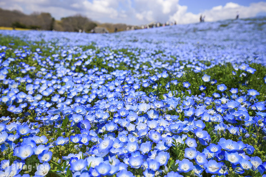 【茨城縣】國營常陸海濱公園，五月藍色夢幻粉蝶花山丘賞花一日遊