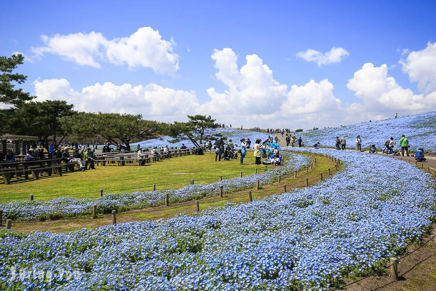 国营常陆海滨公园粉蝶花