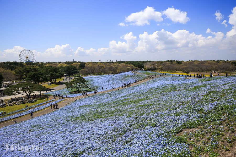 國營常陸海濱公園粉蝶花