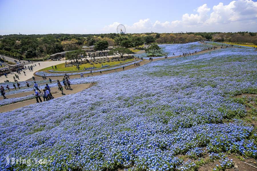 國營常陸海濱公園粉蝶花