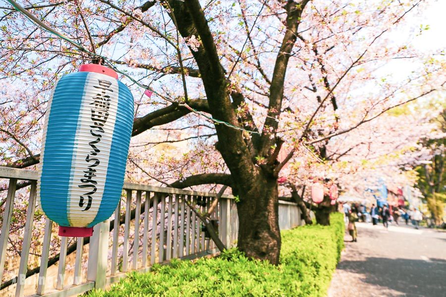 神田川桜并木