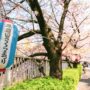 【东京樱花预测】2025 满开时间预计 4/1！东京赏樱景点推荐、赏樱行程路线规划、含日本樱花前线情报