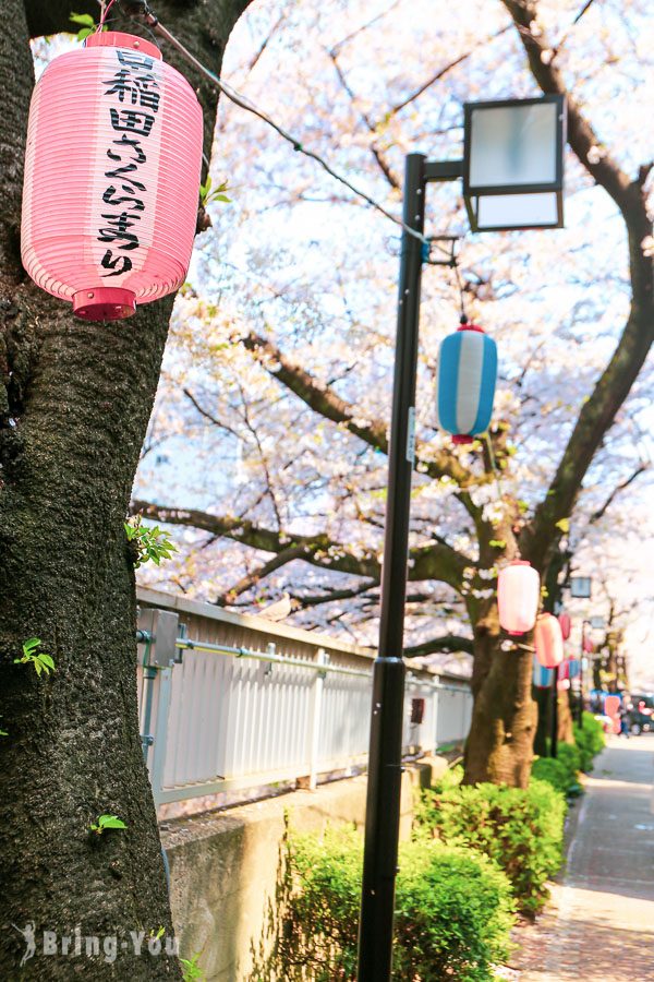 神田川桜并木