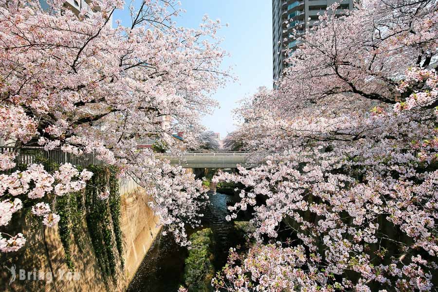 神田川桜並木