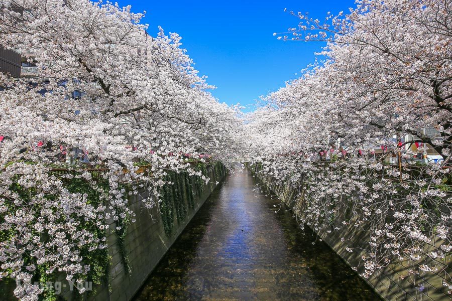 目黑川樱花祭