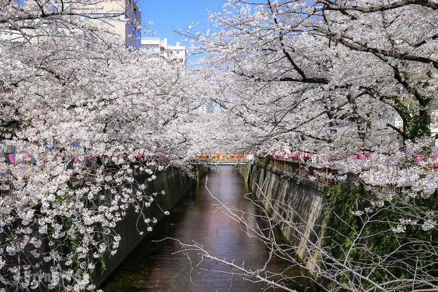 目黑川樱花祭