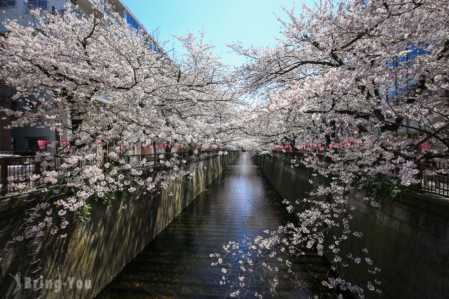 目黑川樱花祭