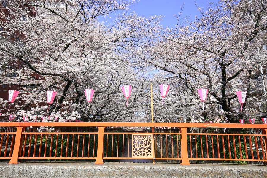 目黑川櫻花祭