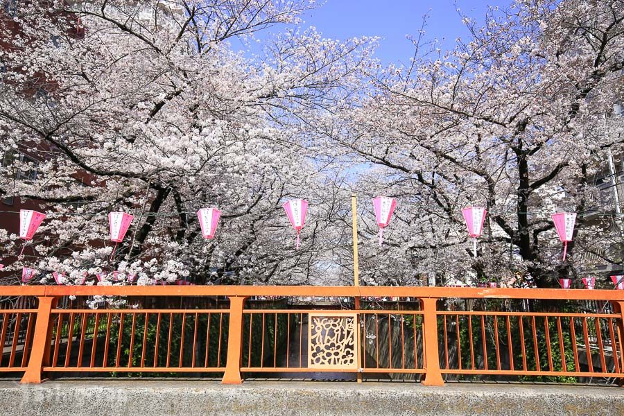 目黑川樱花祭