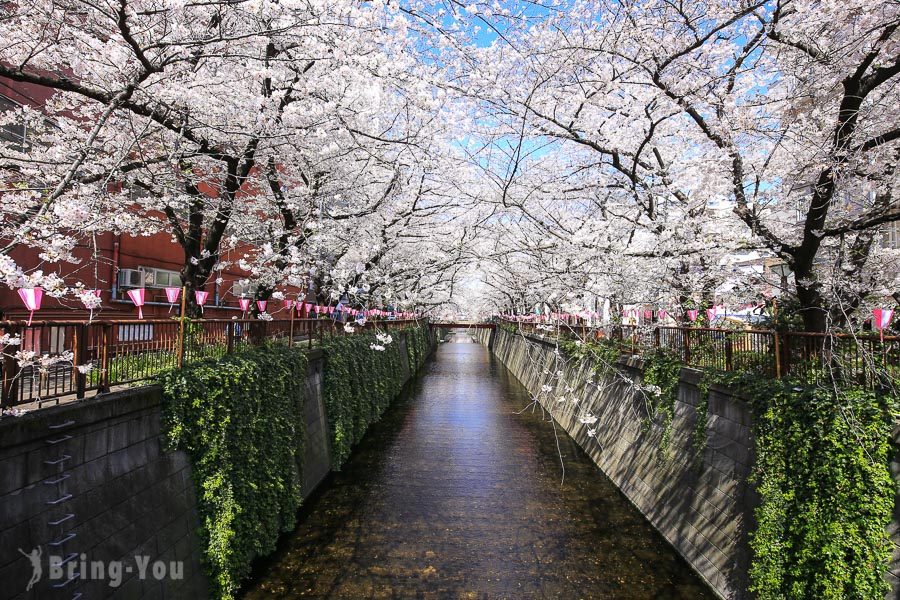 東京賞櫻景點