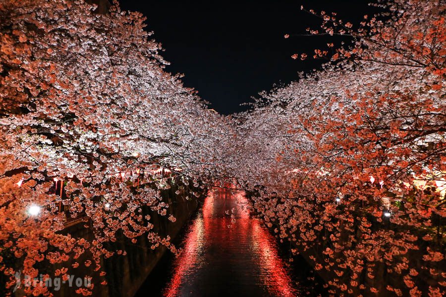 目黑川夜櫻