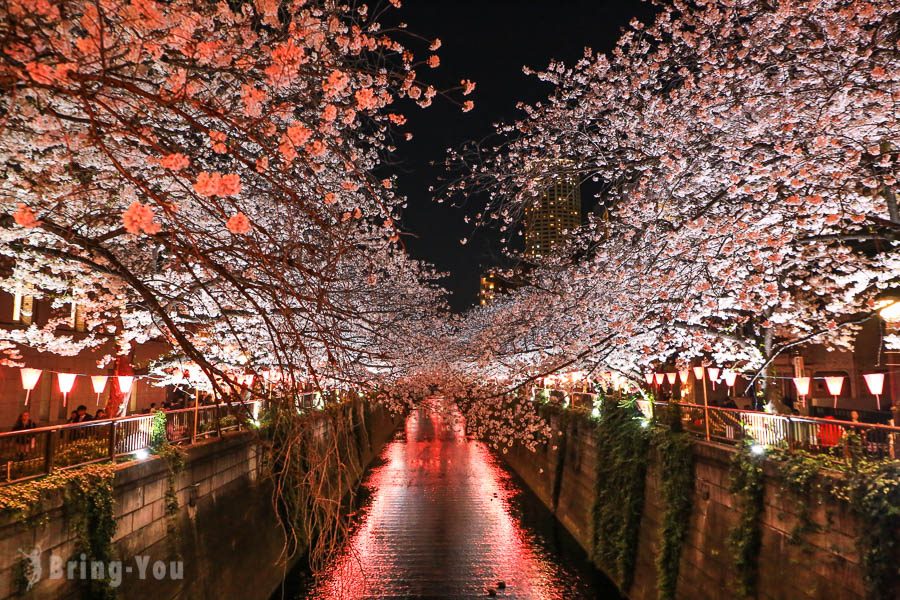 目黑川夜櫻