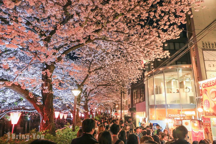 目黑川夜樱