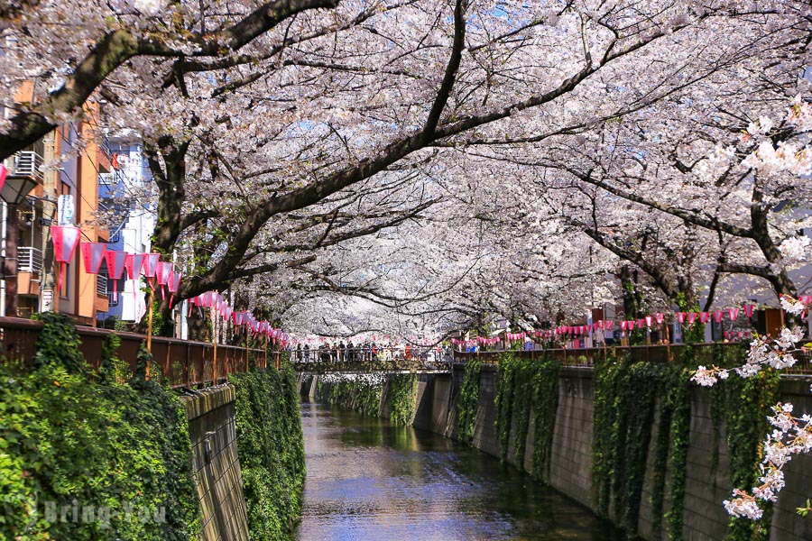 【東京賞櫻】目黑川櫻花祭：中目黑夢幻粉紅櫻花河、夜櫻攝影景點分享(含開花時間、花期）