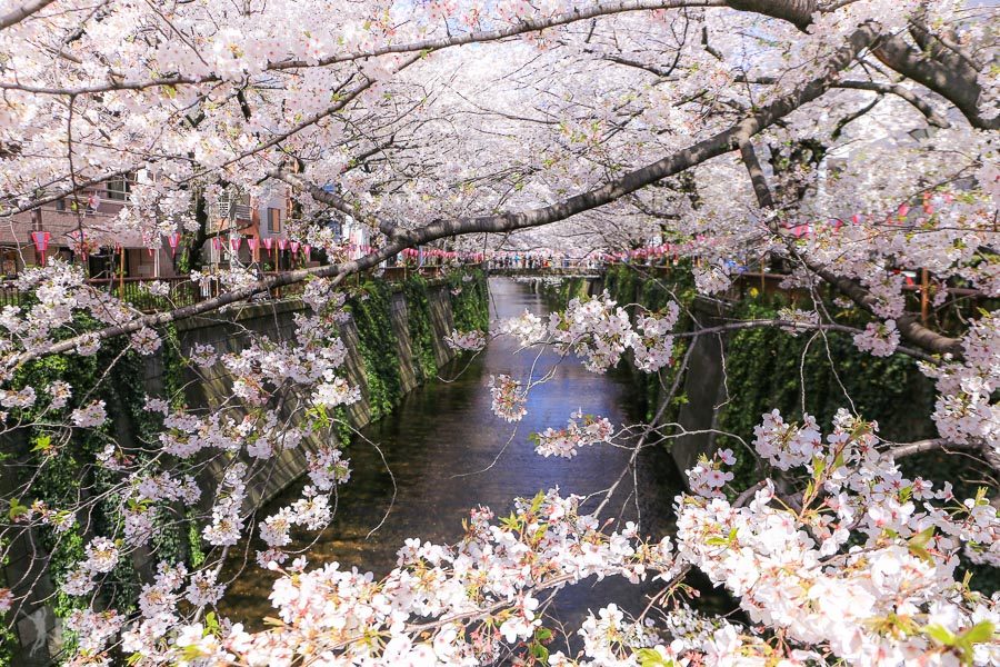 目黑川櫻花祭