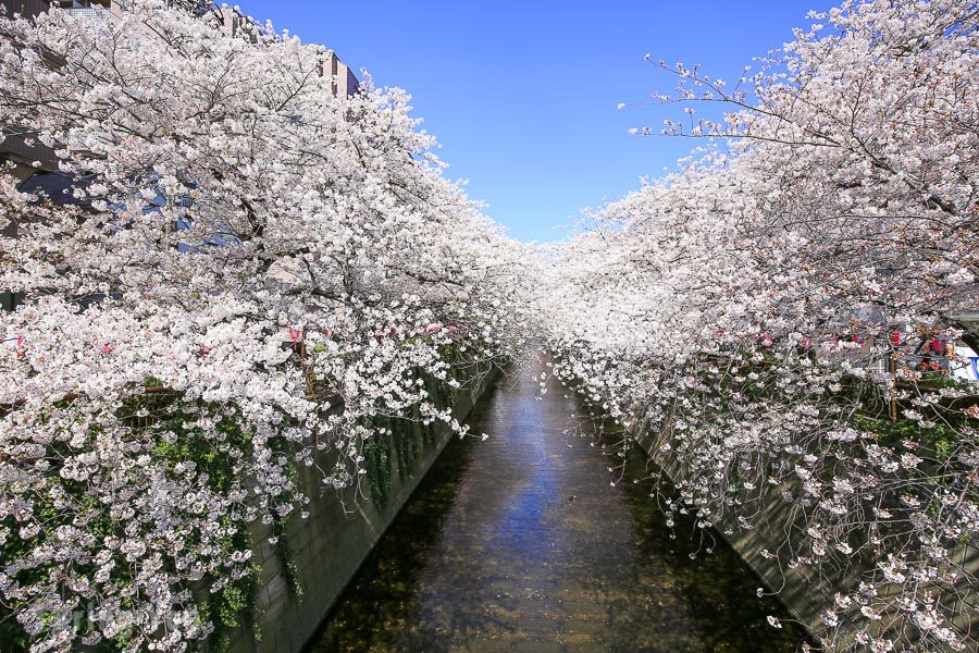 目黑川樱花祭