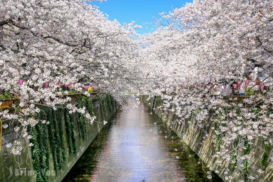 目黑川樱花祭