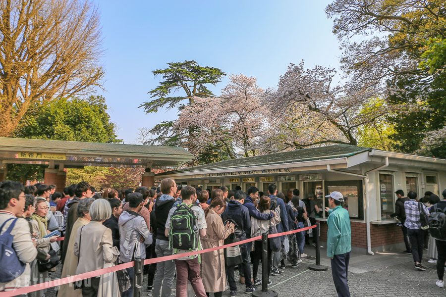 新宿御苑賞櫻