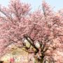 【东京赏樱景点】新宿御苑：樱花时间、门票、樱花树野餐时光