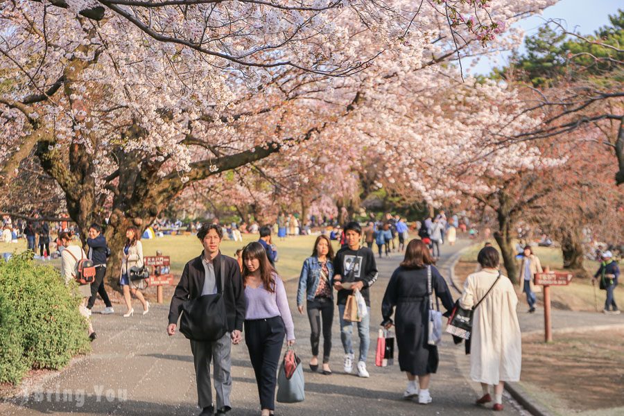 新宿御苑賞櫻