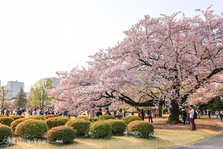 新宿御苑賞櫻