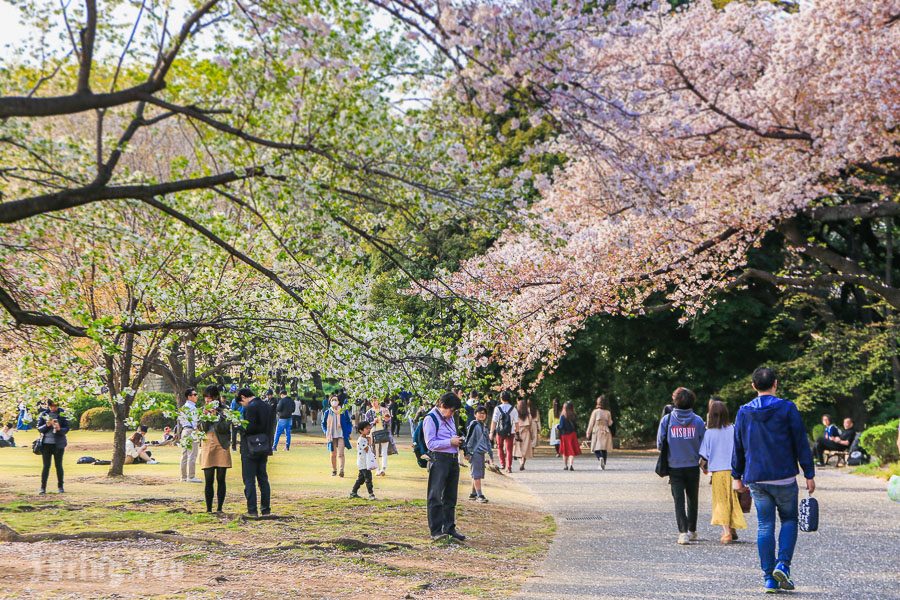 新宿御苑賞櫻