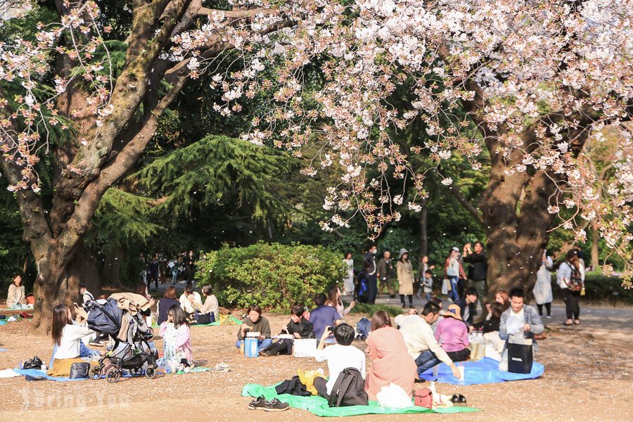 新宿御苑赏樱