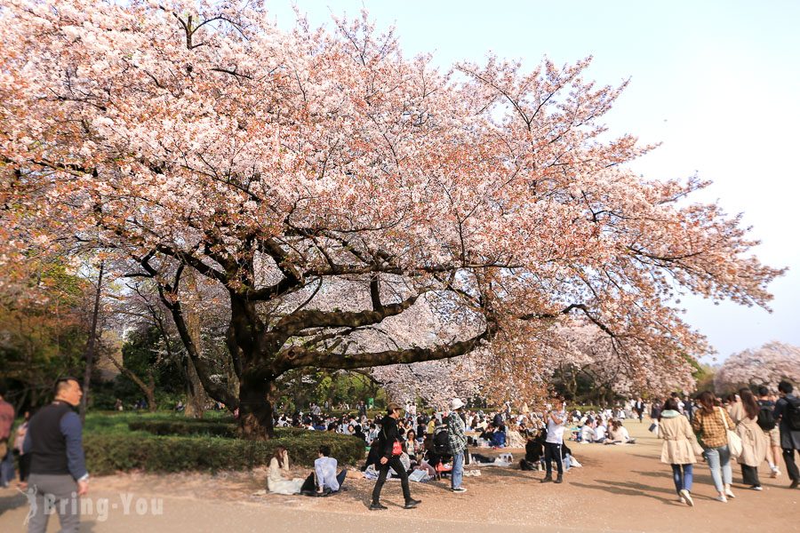 新宿御苑賞櫻