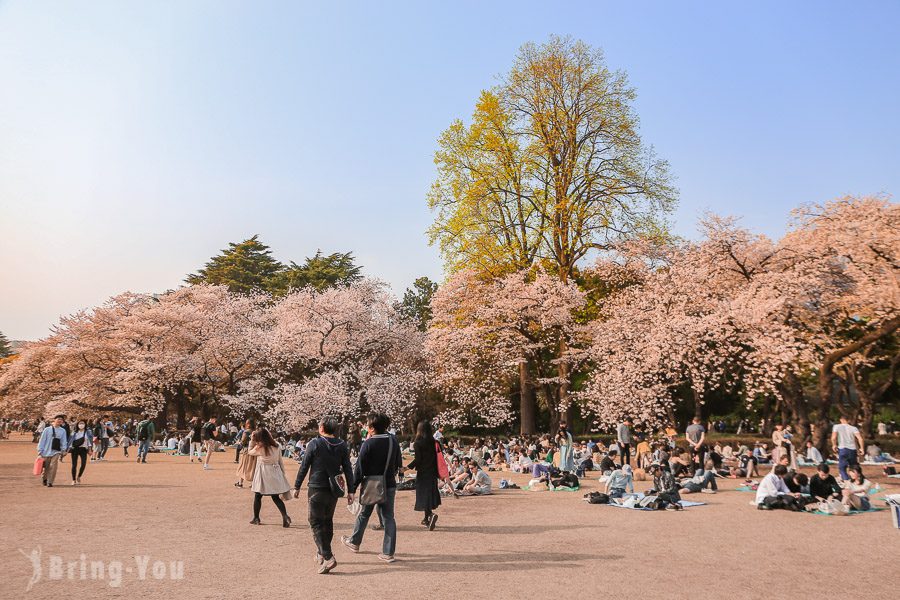 新宿御苑樱花