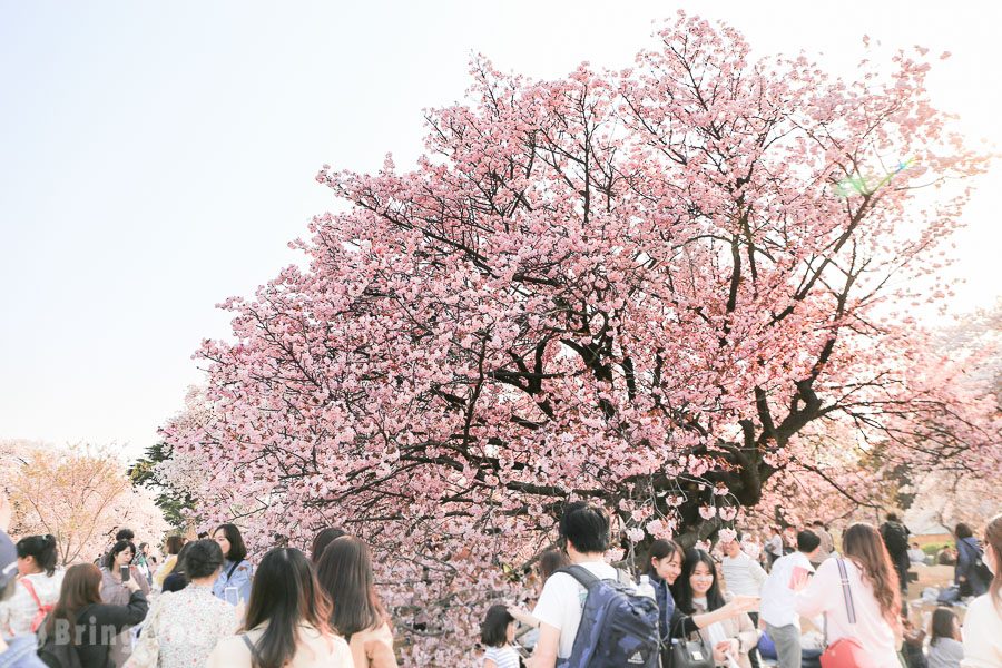 新宿御苑賞櫻