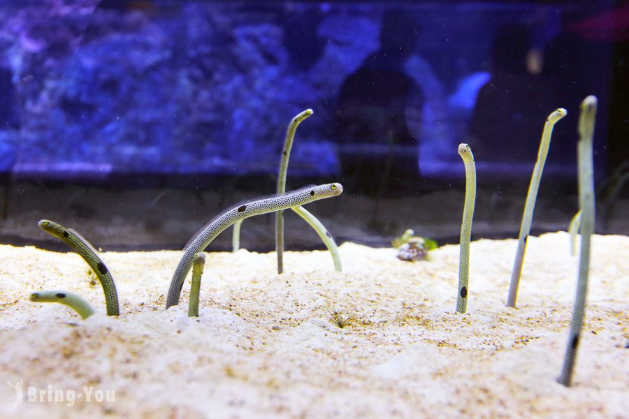 晴空塔墨田水族館