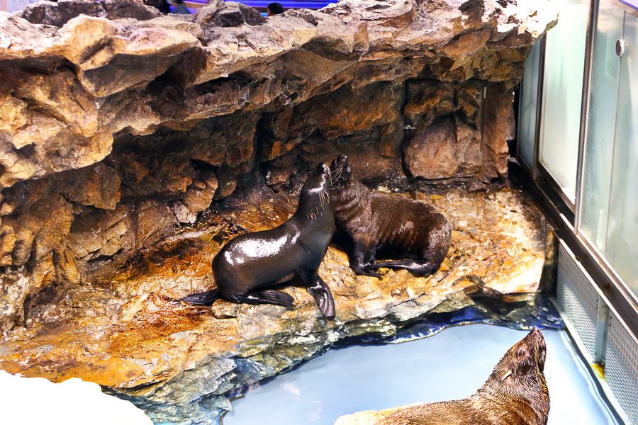 晴空塔墨田水族馆