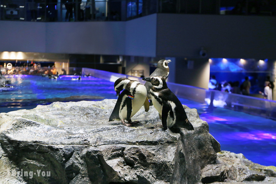 【東京晴空塔】墨田水族館：看企鵝和海狗的押上雨天室內親子景點