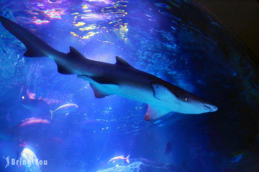 晴空塔墨田水族馆