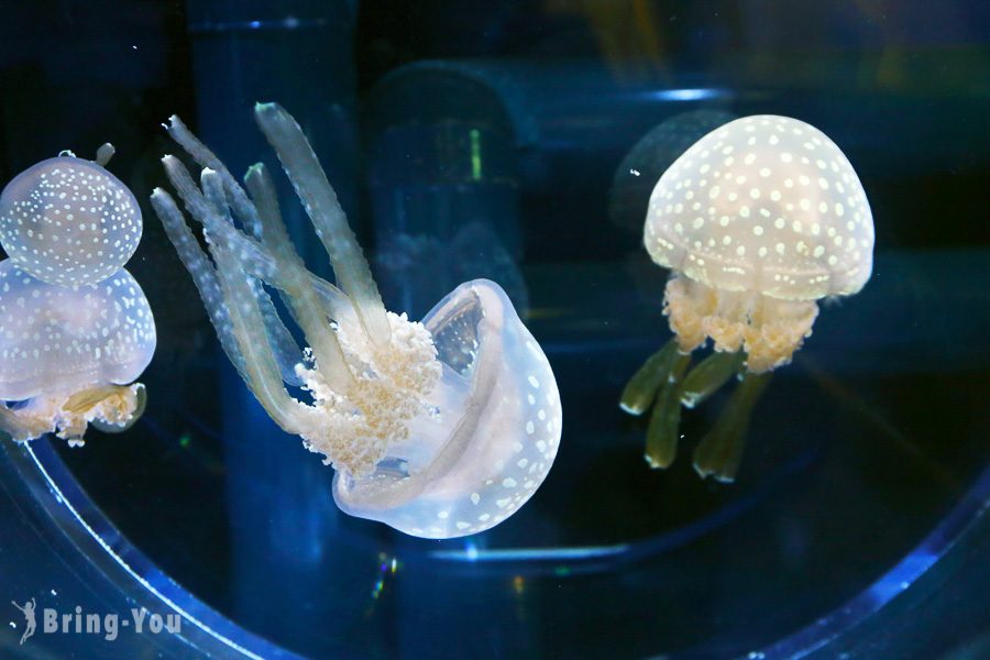 晴空塔墨田水族館