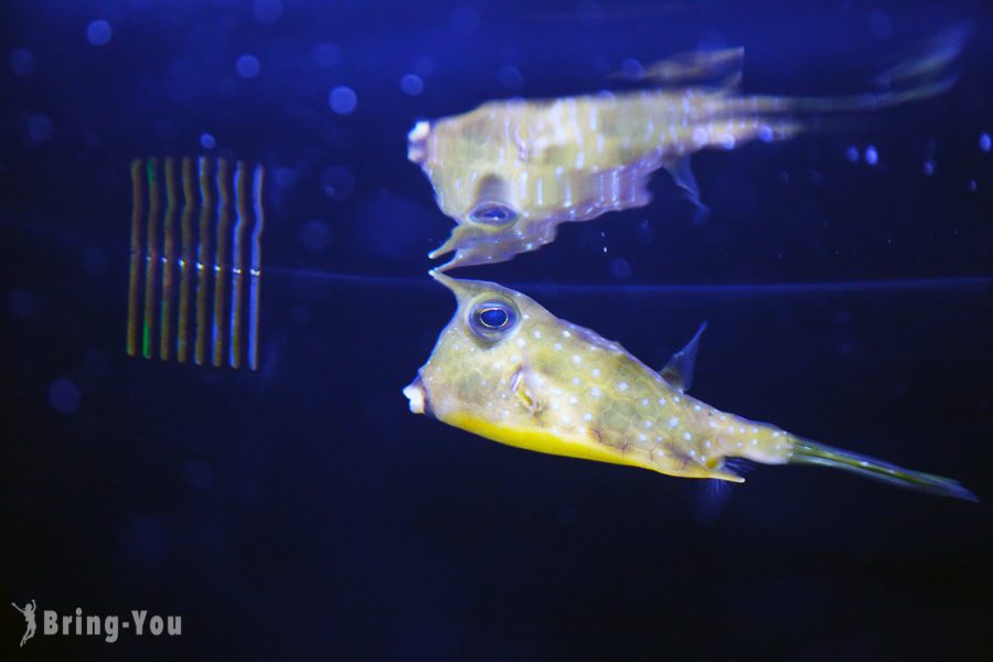 晴空塔墨田水族館