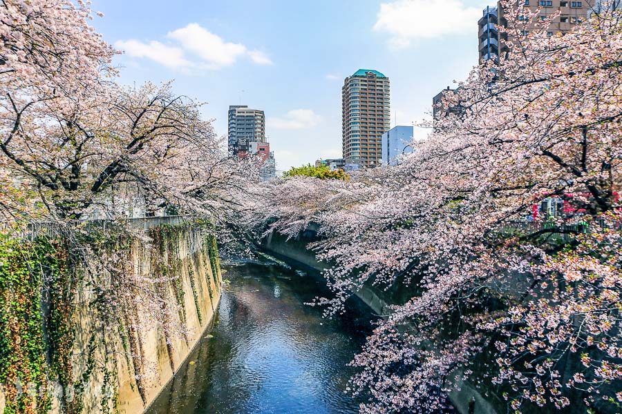 神田川桜并木