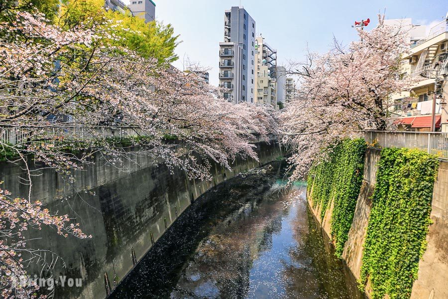 神田川桜並木