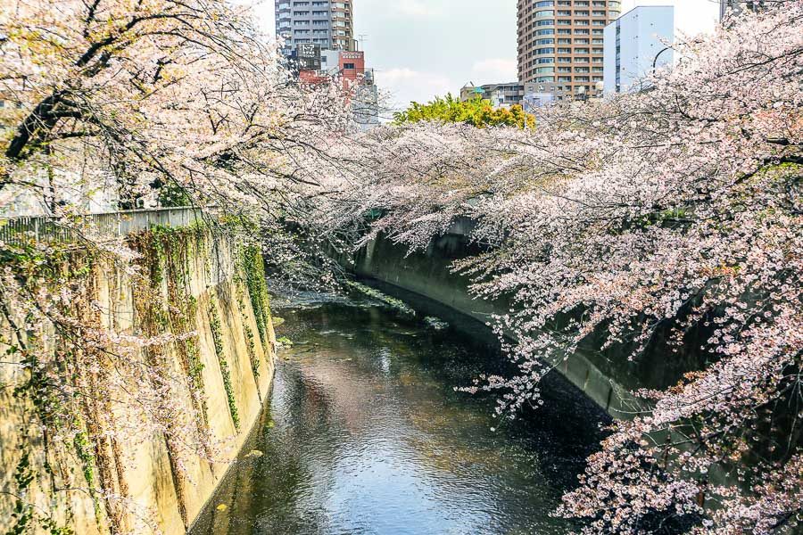 神田川桜並木