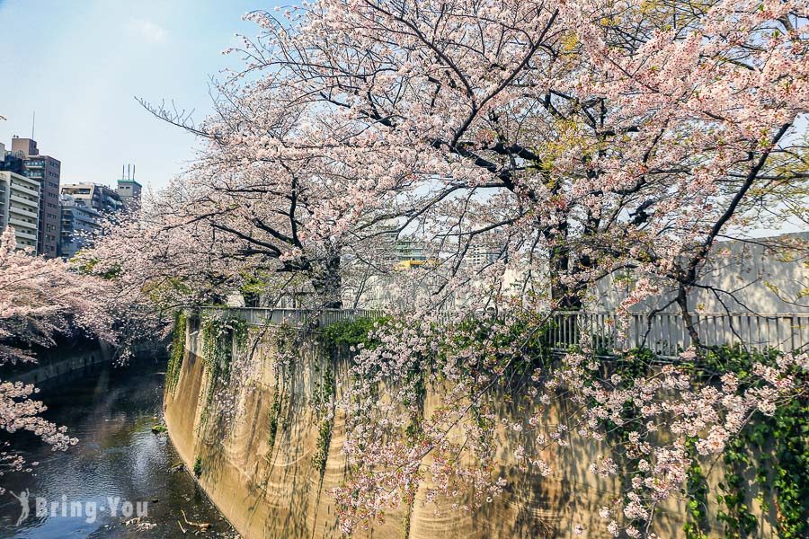 神田川桜並木