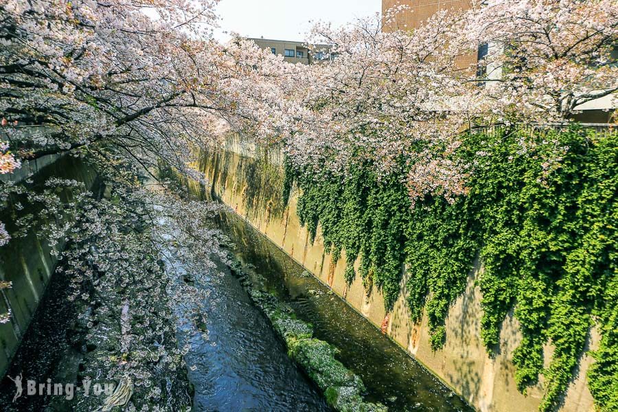 神田川桜並木