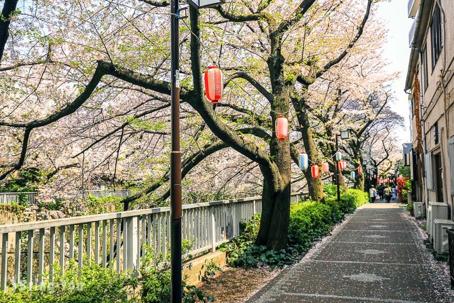 神田川桜並木