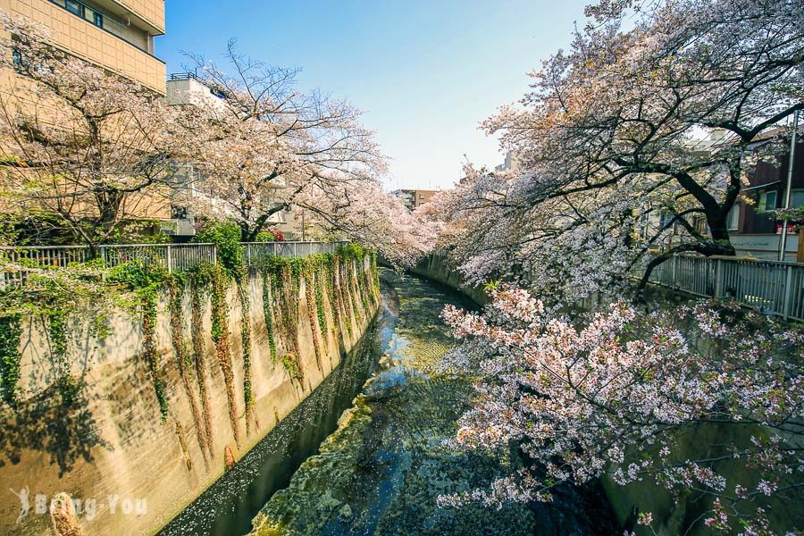 神田川桜並木