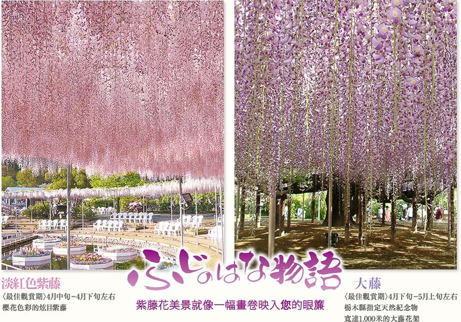 足利花卉公園大紫藤