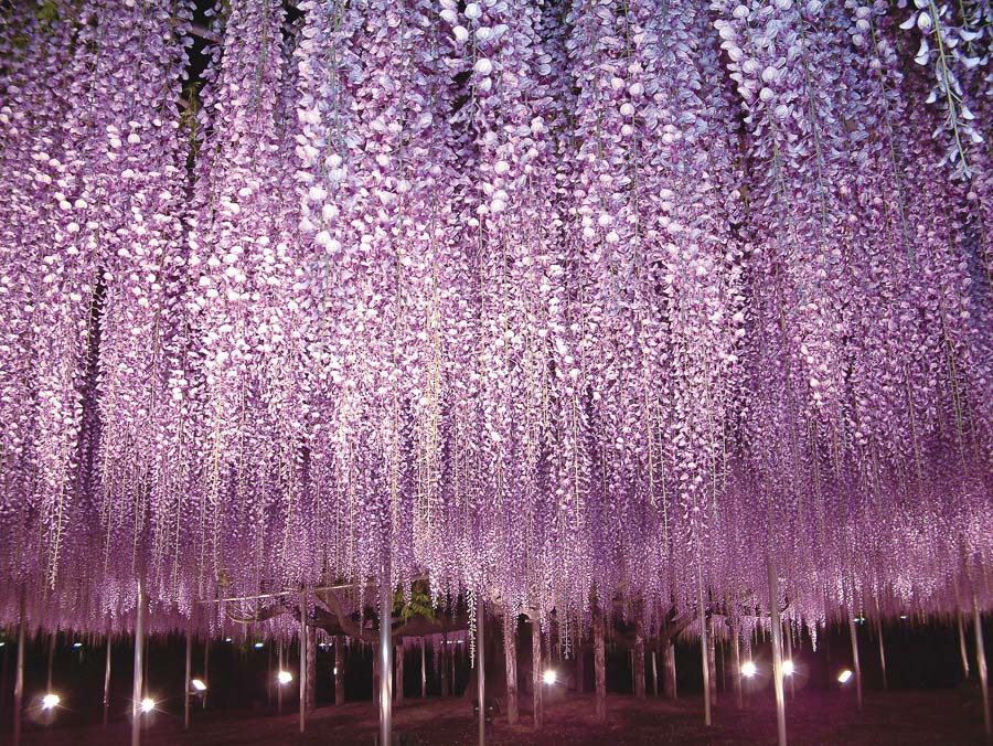 足利花卉公園紫藤花