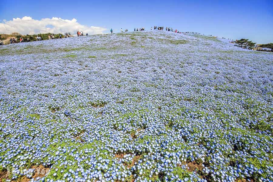 國營常陸海濱公園粉蝶花