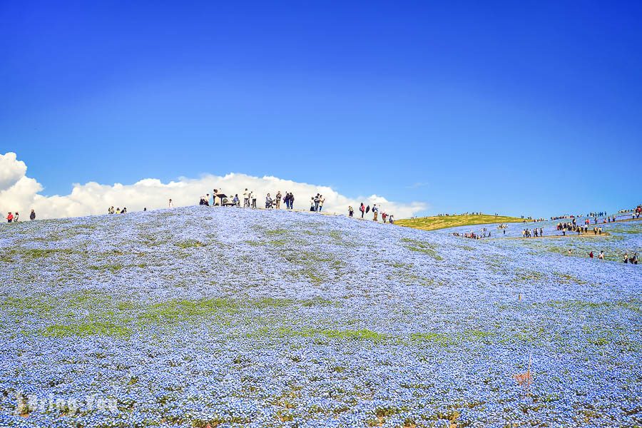 國營常陸海濱公園粉蝶花