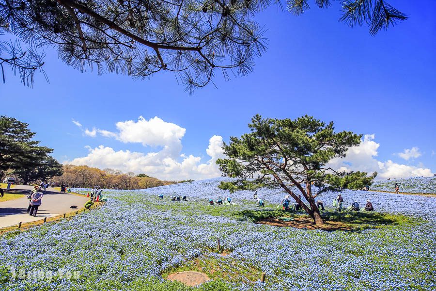 国营常陆海滨公园粉蝶花