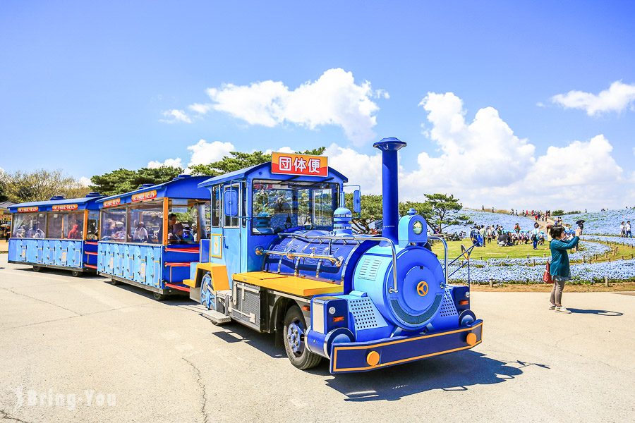 國營常陸海濱公園粉蝶花