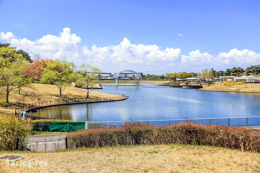 國營常陸海濱公園粉蝶花